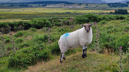 Serenity captured in the Wicklow Mountains as a lone sheep pauses, its gaze meeting the camera.