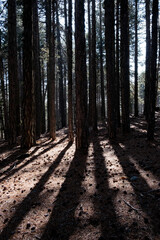 Fototapeta premium Early morning sunbeams shining through forest woodland trees. Bright day light.