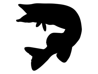 Obraz premium Northern pike fish silhouette vector art white background