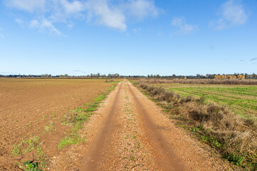 Fototapeta na wymiar Harvest Horizon: Walking Through Fields of Crop.