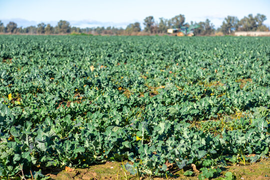 Blurred Vision: Winter Harvest of Broccoli with Hints of Machinery.
