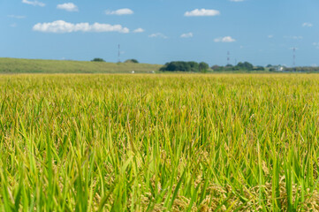 実り始めた田んぼの稲穂