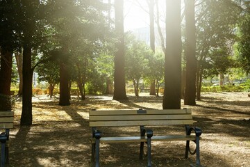 代々木公園の風景