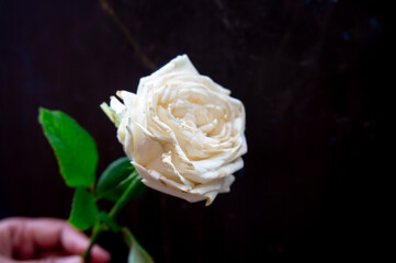a sprig of wilted white roses on a dark background