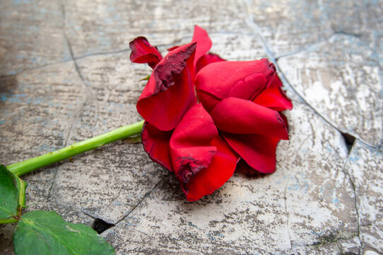 a wilted red rose against a cracked wall in the background