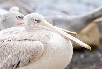 Haughty Pelican close-up