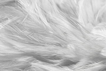 White chicken feathers in soft and blur style for background