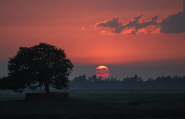 Sunset over the field with a tree and orange color cloudy sky on the above, location: Baniachong,...
