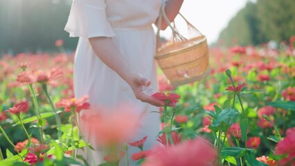 Woman's hands touch beautiful pink flowers and carry a basket of flowers to the house. The palm of a beautiful woman extends past the camera.