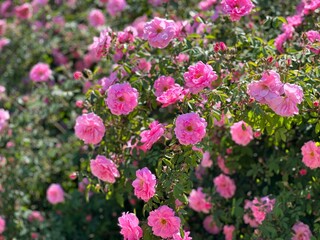 Obraz premium Beautiful climbing rose bush with pink flowers in the garden.