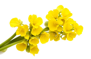 Close up of  mustard flower on white background - Powered by Adobe