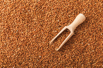 Buckwheat. Buckwheat grain isolated on white background. Healthy food. Porridge. Diet. Organic cereal.
 Cereals background. Banner.