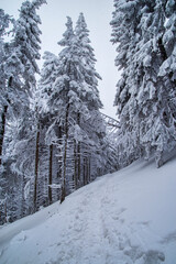 Empty path in snow, winter scene in coniferous forest - 703417921