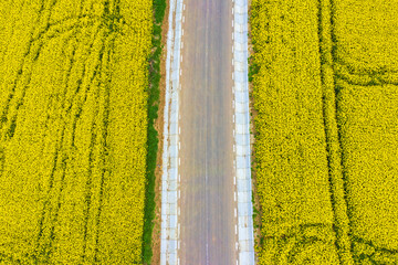 Rural road between yellow canola fields
