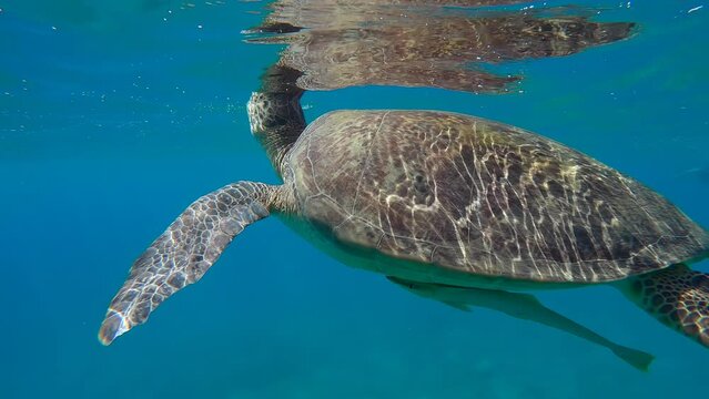 Sea turtle breathes on surface of water, on background is tourists swim towards it and take pictures of it, Slow motion. Snorkelers and Great Green Sea Turtle (Chelonia mydas)