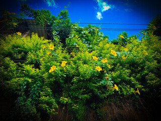 Arbusto con flores hermosas amarillas