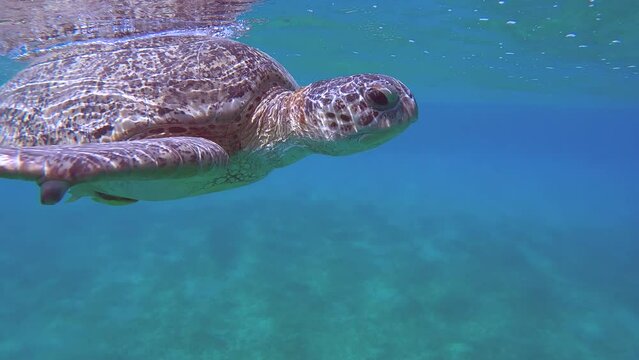 Sea turtle rests on surface of water looking down, bobbing on waves, takes breath and quickly dives to seabed and eats sea grass. Great Green Sea Turtle (Chelonia mydas)