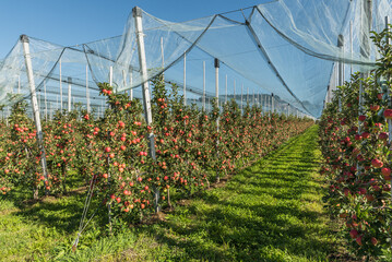 Apple orchard on Lake Constance with ripe, red apples (malus domestica), protected by a hail net,...