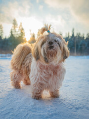 shih tzu dog stands in the snow in the forest in winter