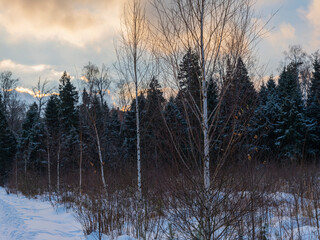 forest winter snow sky