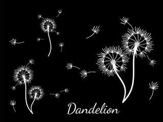 Abstract dandelion background design, great design for any purpose. Natural beauty. Brochure layout template background. natural wind. Spring banner.