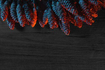 spruce fir tree cones closeup