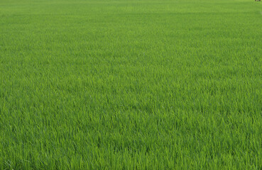 Fototapeta premium View of a Green rice field in a sunny day