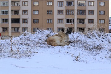 Stray dog sitting on snow. Homeless dog in the city in winter. Animals Vs. cold weather. Pets, pet, animal. Love dogs. wildlife, wild nature
