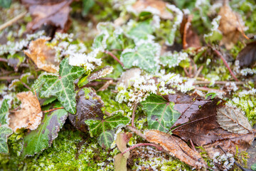 Plants leaves with ice ripe in winter