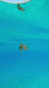 Close-up of baby calamar swims in blue water sparkling in bright sunrays, Vertical video, Slow motion. Newborn Bigfin reef squid or Oval squid (Sepioteuthis lessoniana) floating in turquoise Ocean 