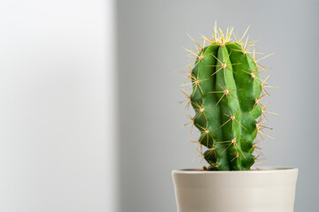 cactus with  blur gray background