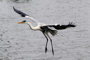 Garça Real Europeia na lagoa de Guaratiba - Maricá - RJ 