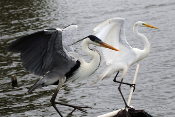Garça Real Europeia na lagoa de Guaratiba - Maricá - RJ 