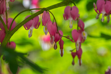 Dicentra spectabilis bleeding heart flowers in hearts shapes in bloom, beautiful Lamprocapnos pink...