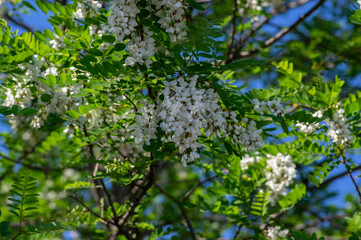 Robinia pseudoacacia ornamental tree in bloom, bright white flowering bunch of flowers, green leaves