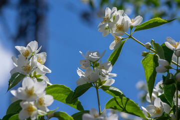 Philadelphus coronarius sweet mock-orange white flowers in bloom on shrub branches, flowering English dogwood ornamental plant