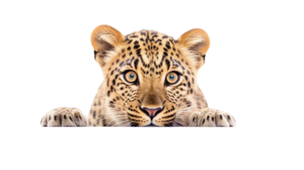 The tiger is crouching on the ground.,animal of the world isolated on white background