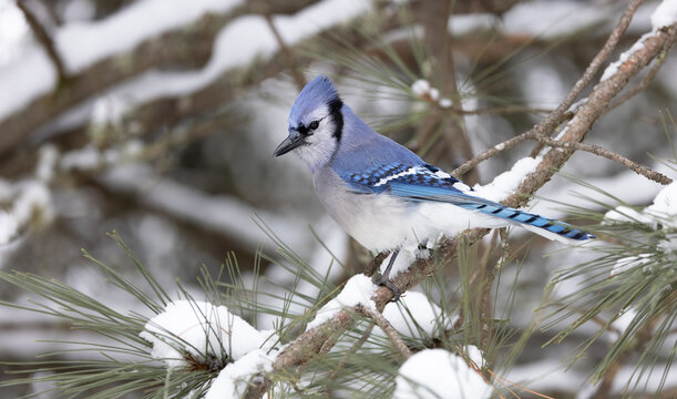 Cyanocitta Cristata Serenity.  Blue Jay Bird in Winter Wonderland, Northern Ontario Provincial Park Delight