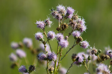 Closeup of creeping thistle flowers with green blurred background