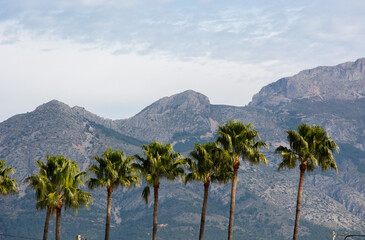 Fototapeta na wymiar Tops of the tall palm trees on the foreground of the highest mountain range in Costa Blanca area of Spain