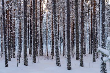 Fototapeta premium forest in winter