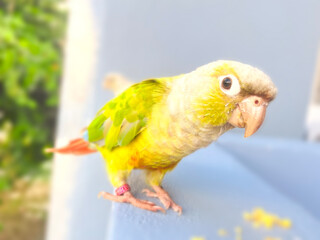 yellow and green parrot
