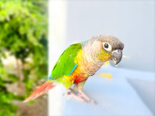 blue and yellow macaw