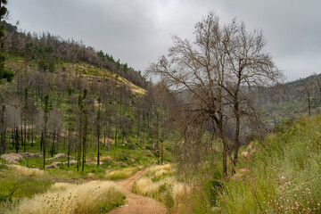 A Landscape in the Judea Mountains, Israel, on a Summer Day.