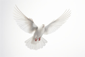 A white dove flying isolated on a white background