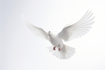 Obraz premium A white dove, isolated on a white background
