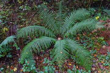 Beautiful image of a fern in the middle of the great vegetation during a trekking trip in Ireland