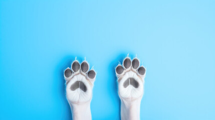 Funny paws of a border collie puppy close-up isolated on a blue background. space for text