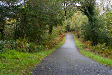 Fototapeta na wymiar Beautiful paved road in the middle of lush nature in the center of Ireland