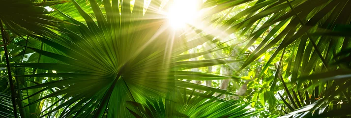 Poster shiny sunlight in an idyllic green palm garden, tropical vegetation background banner with copy space for travel, holidays and vacation © john